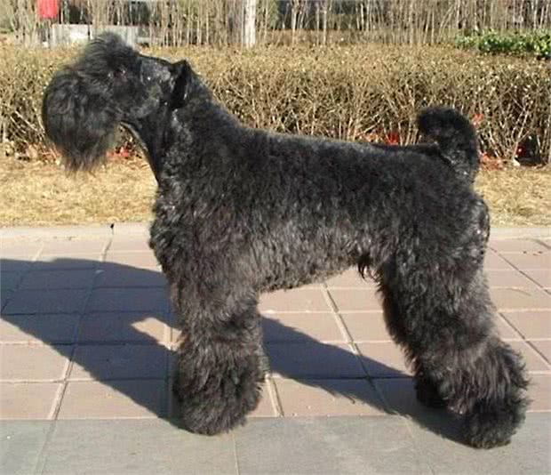 来自爱尔兰本土犬种，一定有你不认识的，不信你看!