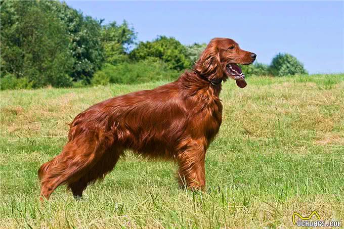 来自爱尔兰本土犬种，一定有你不认识的，不信你看!