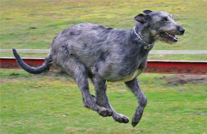 来自爱尔兰本土犬种，一定有你不认识的，不信你看!