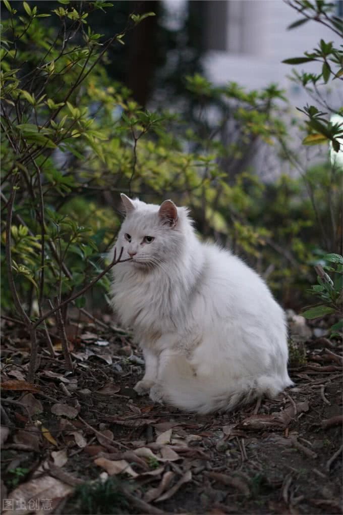 田园猫中的一股清流:山东临清狮子猫
