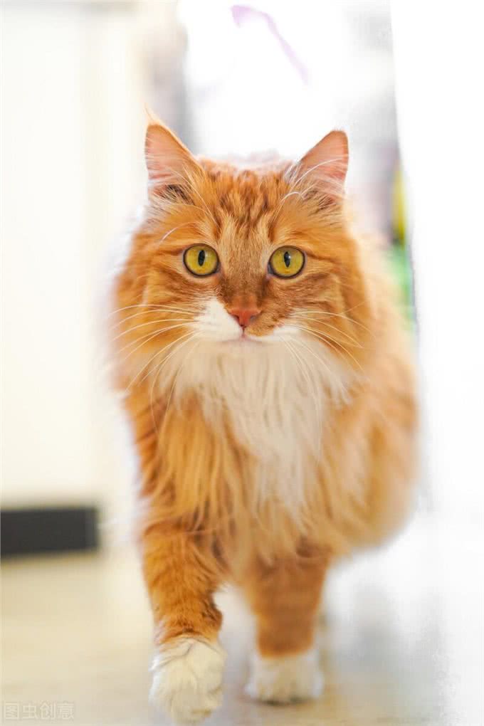 田园猫中的一股清流:山东临清狮子猫
