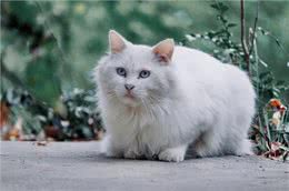 田园猫中的一股清流:山东临清狮子猫