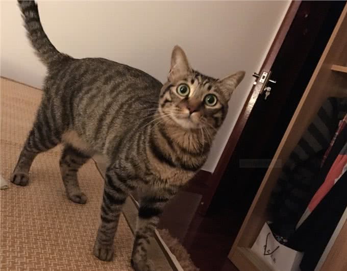 还把狸花猫当成美短猫呢?学好这7招，教你快速辨别