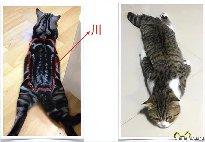 还把狸花猫当成美短猫呢?学好这7招，教你快速辨别