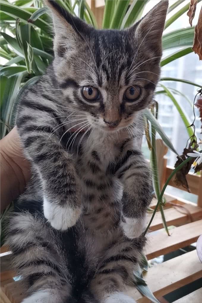 还把狸花猫当成美短猫呢?学好这7招，教你快速辨别