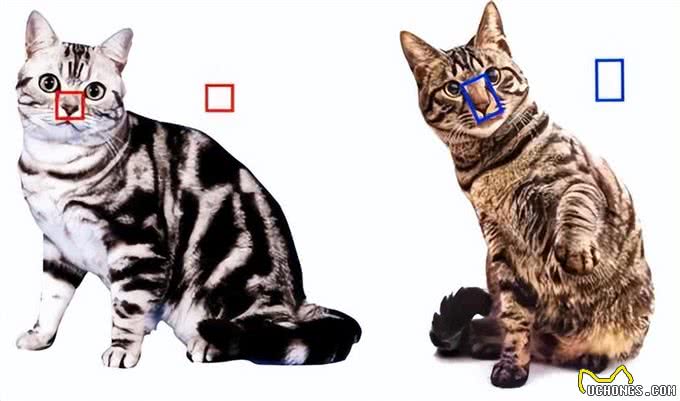 还把狸花猫当成美短猫呢?学好这7招，教你快速辨别