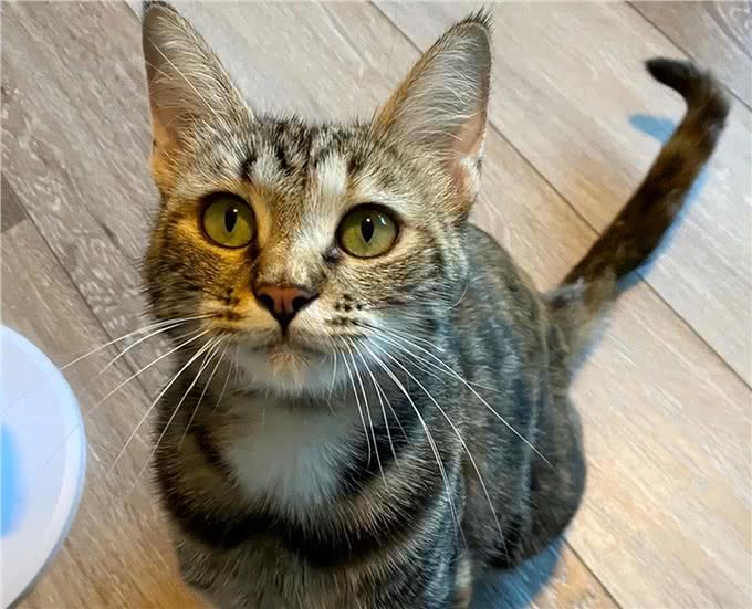 还把狸花猫当成美短猫呢?学好这7招，教你快速辨别