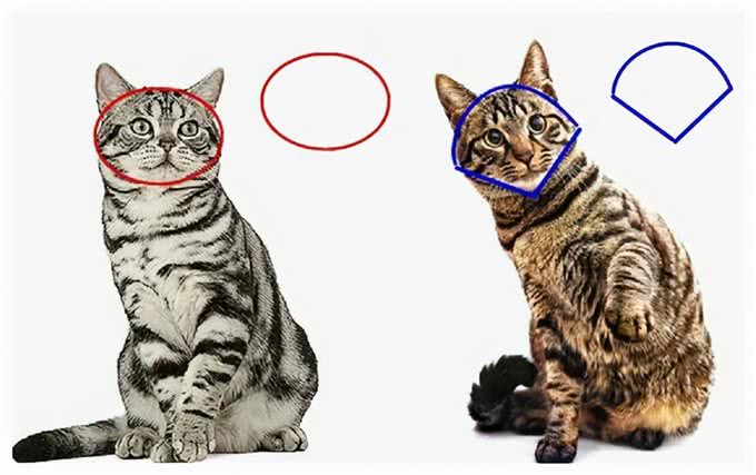 还把狸花猫当成美短猫呢?学好这7招，教你快速辨别