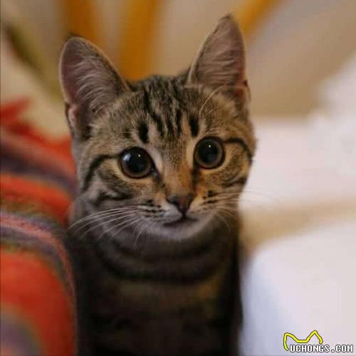 还把狸花猫当成美短猫呢?学好这7招，教你快速辨别