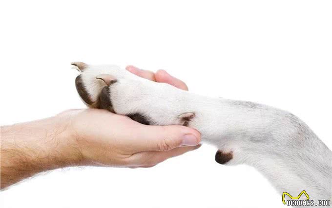 解读狗狗异常行为②—异常摄食、偷看主人、躲闪伸手