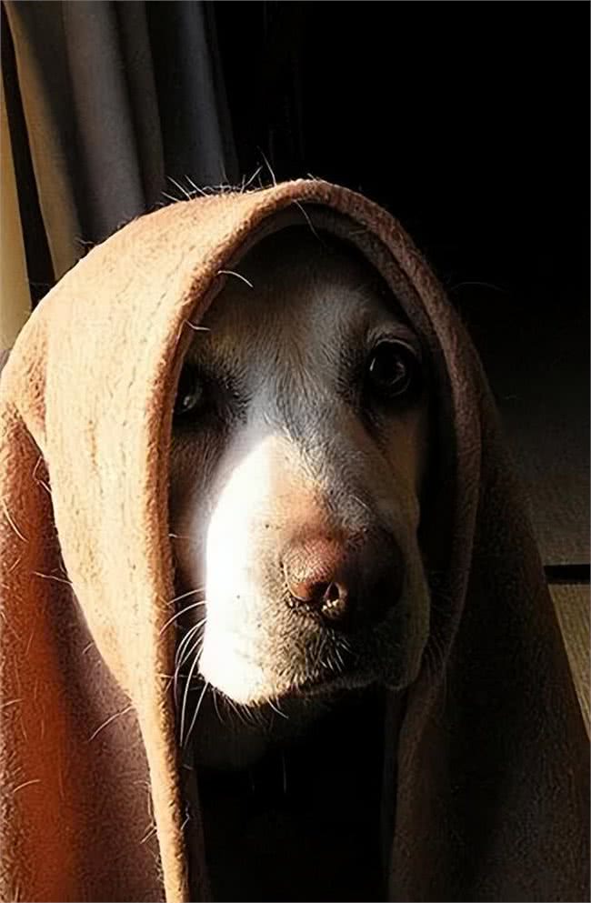 狗狗不为人知的几个秘密，资深铲屎官也未必知道