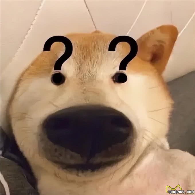 狗狗不为人知的几个秘密，资深铲屎官也未必知道