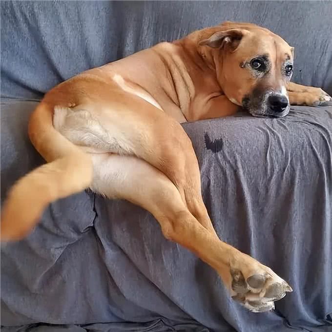 狗狗不为人知的几个秘密，资深铲屎官也未必知道