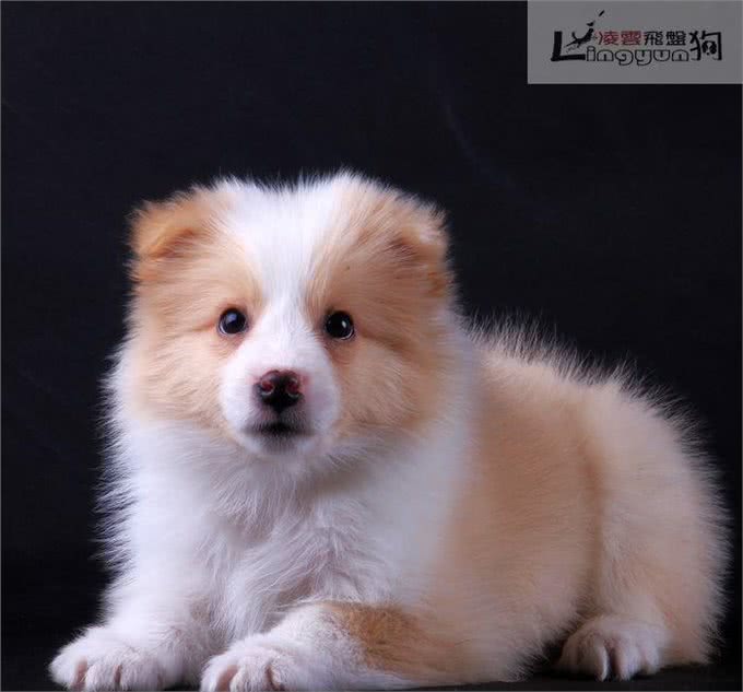 边牧训练—边牧伴侣犬的家庭训练从懒人训练法开始