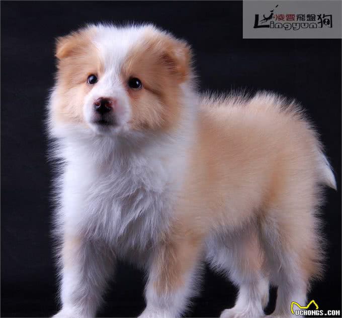 边牧训练—边牧伴侣犬的家庭训练从懒人训练法开始