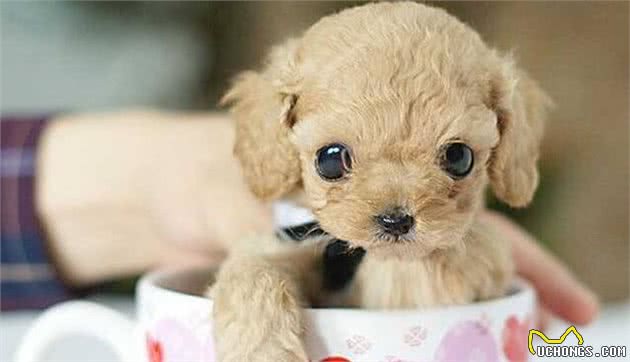 茶杯犬好养吗?茶杯犬的寿命多长?