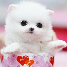 茶杯犬好养吗?茶杯犬的寿命多长?
