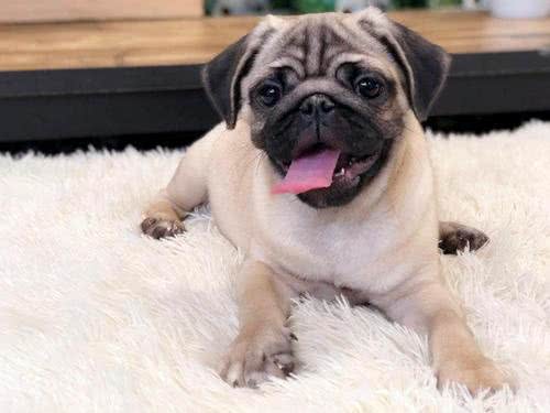 巴哥犬和斗牛犬有什么区别?教你5个方法，轻松辨认