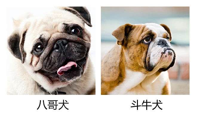 巴哥犬和斗牛犬有什么区别?教你5个方法，轻松辨认