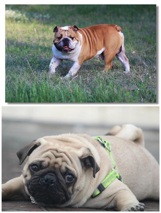 巴哥犬和斗牛犬有什么区别?教你5个方法，轻松辨认
