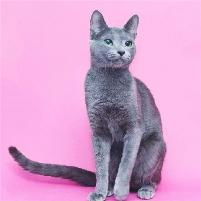 宠物盘点猫咪篇:俄罗斯蓝猫