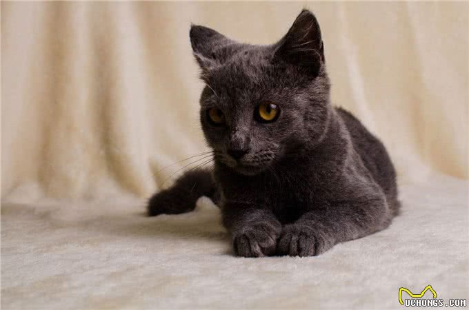 宠物盘点猫咪篇:俄罗斯蓝猫