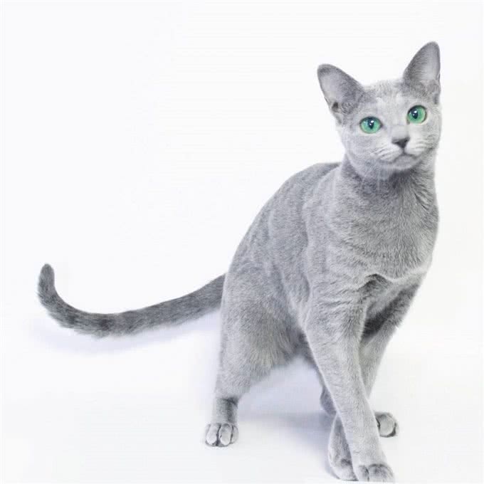 宠物盘点猫咪篇:俄罗斯蓝猫