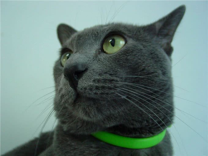 宠物盘点猫咪篇:俄罗斯蓝猫