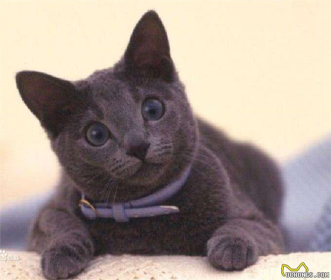 宠物盘点猫咪篇:俄罗斯蓝猫