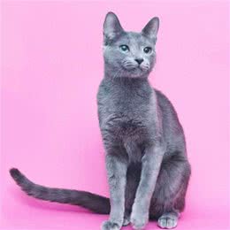 宠物盘点猫咪篇:俄罗斯蓝猫