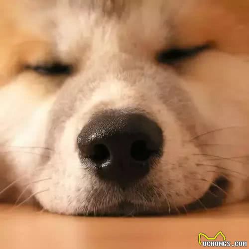 狗狗的爪子像爆米花?不信你闻闻!