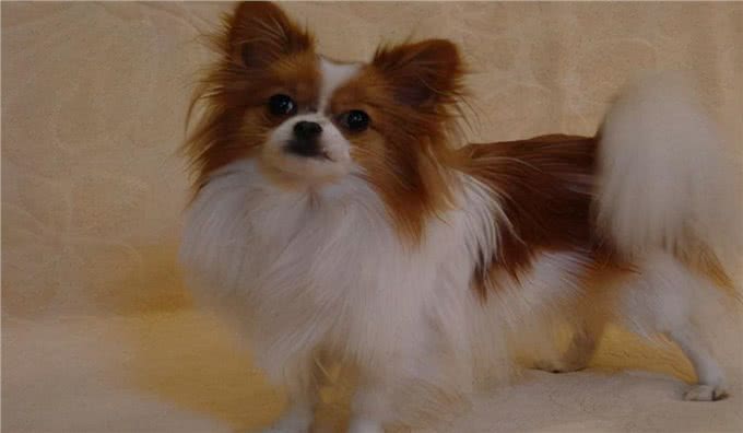 蝴蝶犬生不出宝宝怎么办?该怎么助产呢?你会吗?