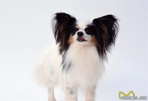 蝴蝶犬生不出宝宝怎么办?该怎么助产呢?你会吗?
