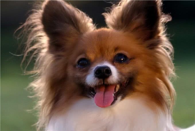 蝴蝶犬生不出宝宝怎么办?该怎么助产呢?你会吗?