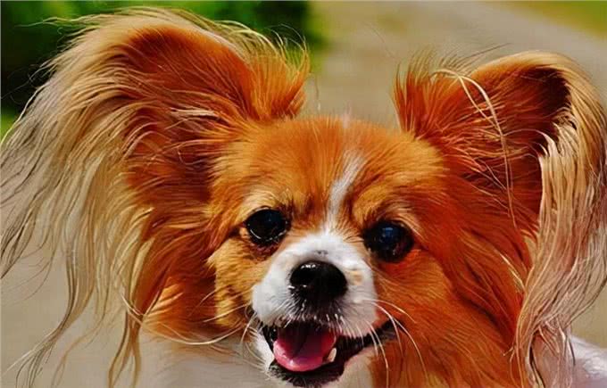 蝴蝶犬生不出宝宝怎么办?该怎么助产呢?你会吗?