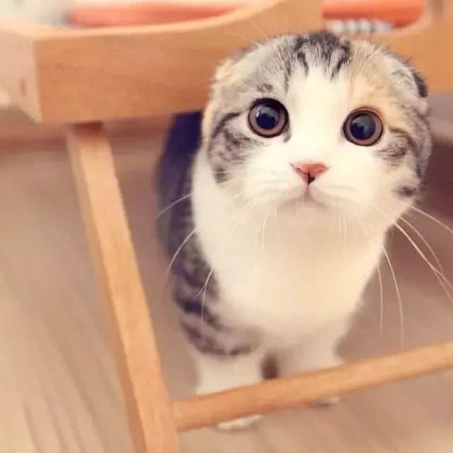 人见人爱的喵界折翼天使—苏格兰折耳猫