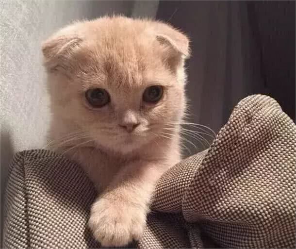人见人爱的喵界折翼天使—苏格兰折耳猫
