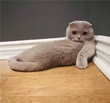 人见人爱的喵界折翼天使—苏格兰折耳猫