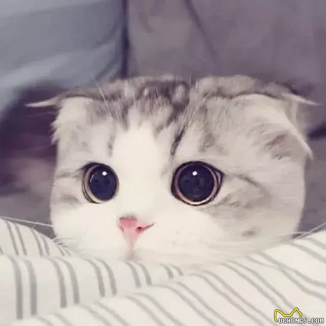 人见人爱的喵界折翼天使—苏格兰折耳猫
