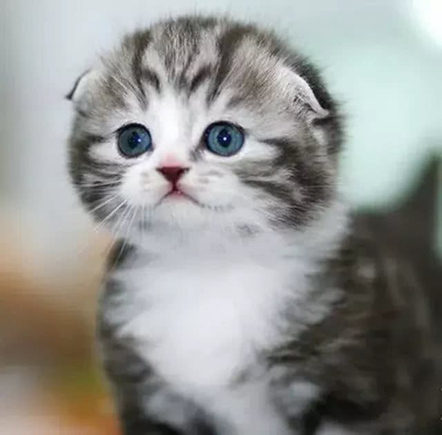 人见人爱的喵界折翼天使—苏格兰折耳猫