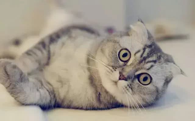 人见人爱的喵界折翼天使—苏格兰折耳猫