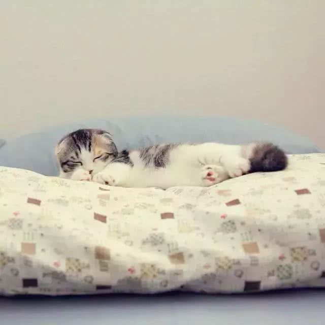 人见人爱的喵界折翼天使—苏格兰折耳猫