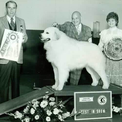 寻根问祖系列:大白熊犬(Greatpyrenees)