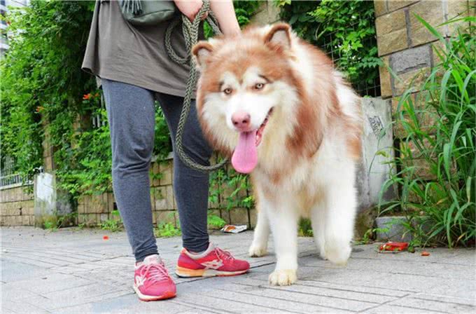狗狗需要穿鞋子吗?什么时候可以穿?