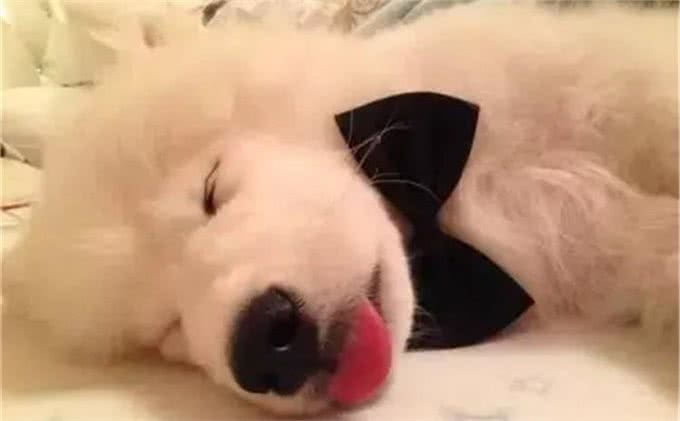 狗狗需要穿鞋子吗?什么时候可以穿?