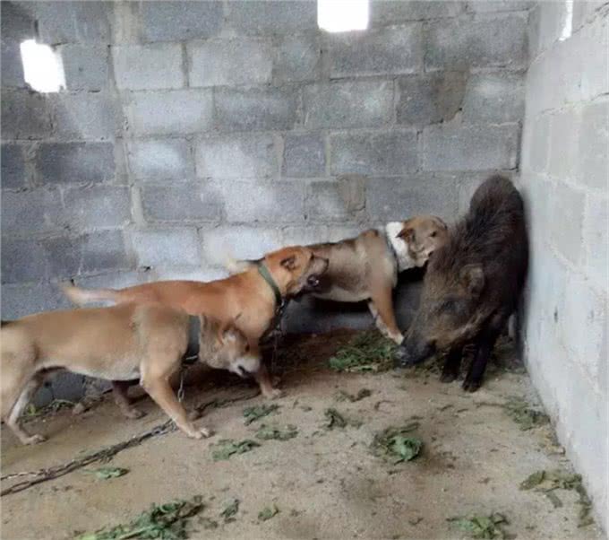 盘点中国5大猎犬，丝毫不比外国猎犬差，有些却沦为肉用狗