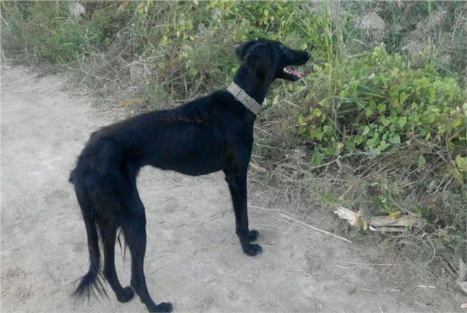盘点中国5大猎犬，丝毫不比外国猎犬差，有些却沦为肉用狗