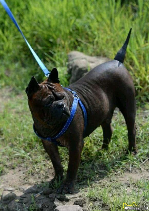 盘点中国5大猎犬，丝毫不比外国猎犬差，有些却沦为肉用狗
