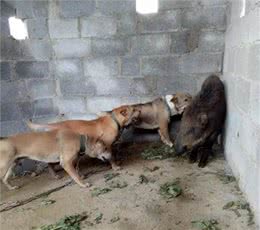 盘点中国5大猎犬，丝毫不比外国猎犬差，有些却沦为肉用狗