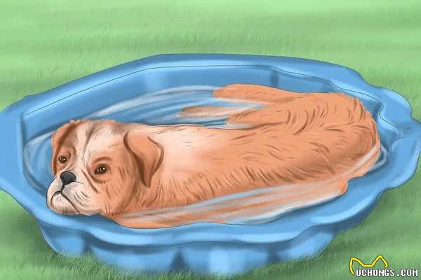 夏季，该如何给狗狗降温?